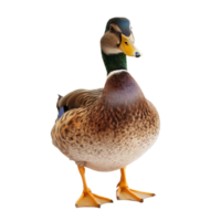Domestic Duck with Clean Transparency for Design Use png