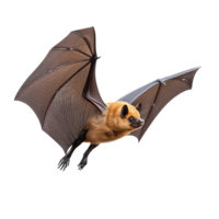 Bat Soaring with Wings Spread, Isolated on Transparent Background png