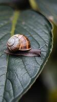 Snail on a Leaf in Nature photo