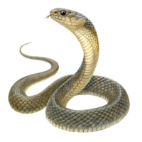 Detailed Image of a Cobra in a Neutral Setting png