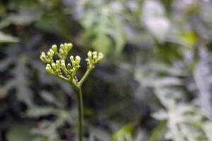 Fresh Chaya Buds with Green Leaves in Natural Background photo