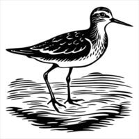 Mudflat bird hi res stock vector