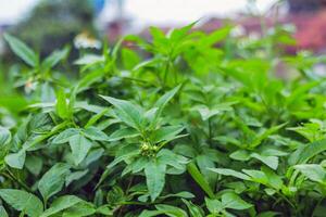 Fresh Green Foliage with Natural Leaf Texture in Outdoor Setting photo