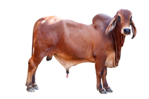Cow,Side view of full body standing of Red cow, Beef cattle breeder, american brahman red on the ground, Brahman Cow isolated transparent background, File png