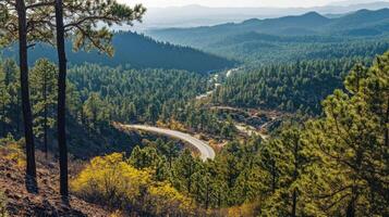 A scenic view of a forest with a winding road photo
