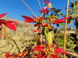 Beautiful Poinsettia Plant and red flower with beautiful blurr background photo