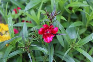 A View of Carnation or Dianthus flowers in a Garden Representing the Essence of Renewal and Natural Beauty photo
