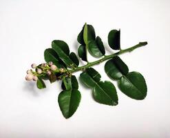 A branch of lemon tree with leaves and flowers photo
