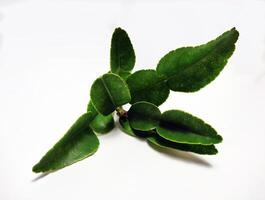 A plant with green leaves on a white background photo