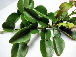 A branch of green leaves with small flowers photo