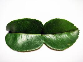 a lime leaf isolated on white background 5 photo