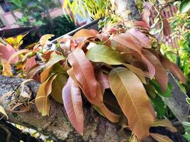 young mango leaves on a mango tree 1 photo