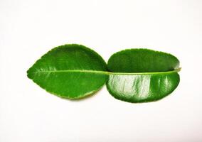 a lime leaf isolated on white background 3 photo