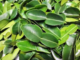 small pile of lime leaves 1 photo