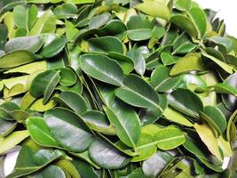 small pile of lime leaves 4 photo