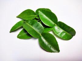 several strands of lime leaves isolated on white background 2 photo