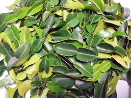 small pile of lime leaves 4 photo