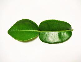 a lime leaf isolated on white background photo