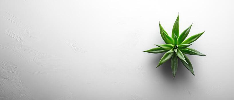 Minimalist Top View of Green Succulent on Textured White Background with Copy Space photo