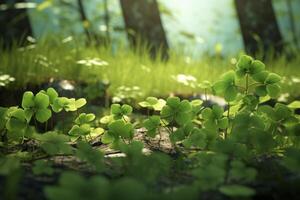 A bunch of green clover plants are growing in a field photo