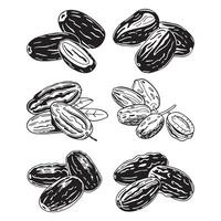 Fresh Luscious dates Fruits vector