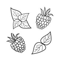Hand drawn sketch black and white of raspberry, leaf, berry plant. illustration. Elements in graphic style label, card, sticker, menu, package. Engraved style illustration. vector