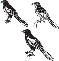 Drongo line birds image design vector