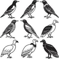 starling and vulture birds image set vector