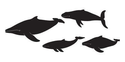 A Collection of Detailed Black Silhouettes Depicting Various Species of Whales in Different Swimming Positions vector
