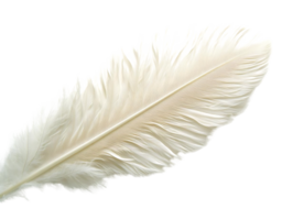 White Feather, Soft Texture, Background Transparent, Graphic Design Resource, Perfect for Projects png