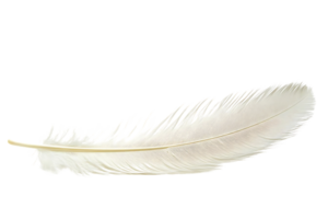 White Feather, Isolated, Background Transparent, Perfect for Design Projects, High-Resolution Image, Soft, Light, Elegant, Delicate, Airy, Clean png