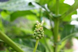 Unripe Noni or Morinda citrifolia fruit with white flowers growing on branch. Another name is Great Morinda, Tahitian Noni, Indian Mulberry, Beach Mulberry. photo