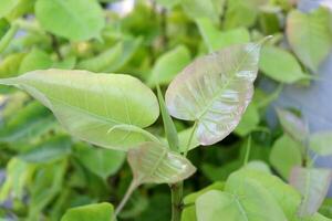 Young leaves top tree of bo tree growing Another name is Pipal tree, Bodhi tree, Sacred fig,Peepal. photo