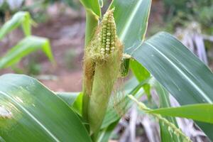 White seed corn growing on corncob in row on stem with green leaves. photo