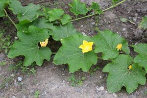 Bright yellow flowers Benincasa hispida or White gourd blooming above green leaves on branch climbing on ground in Thailand. Another name Winter melon, Winter gourd,Wax gourd, Ash gourd. photo