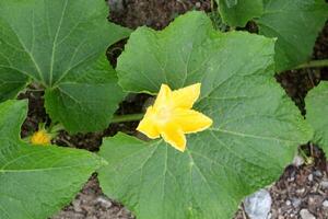 Close up bright yellow flower of Benincasa hispida or Winter gourd blooming on bunch above green leaf in Thailand. Another name is Winter melon, Wax gourd, White gourd, Ash gourd or Prerseving melon. photo