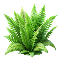 impressive artistic Hidden Spring Ferns Lush Green Isolated professional png