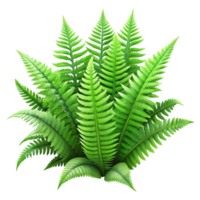 impressive classic Hidden Spring Ferns Lush Green Isolated authentic png