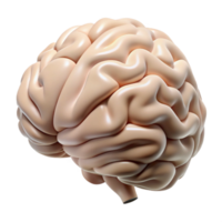 elegant minimalist Human Brain Anatomy Illustration Isolated on White authentic png