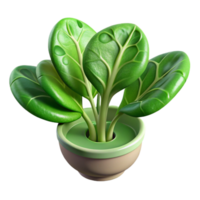 magnificent rustic Hydroponic Spinach in Nutrient Solution Cutout Image original png