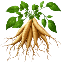 Fresh ginseng roots transparent background png