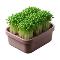 vibrant creative Microgreens in Container High Angle Isolated high quality png