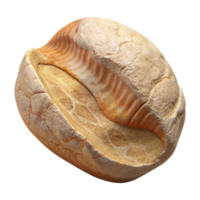 wonderful abstract Museum Artifact Fossil Specimen Transparent Background detailed png