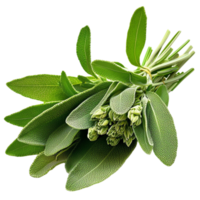 green sage leaves a slightly fuzzy texture an aromatic scent png