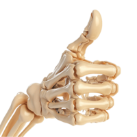 Skeletal h making a thumbs up gesture realistic bone structure png