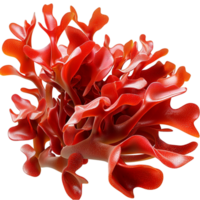 Vibrant red coral intricate delicate branching structures png