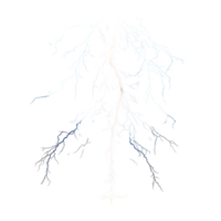 Delicate white tree roots an intricate branching pattern png