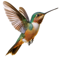 Vibrant hummingbird hovering in miir colorful feathers a sharp beak png