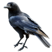 Black crow sting glossy feathers a sharp beak png