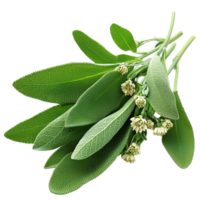 green sage leaves small white flowers png